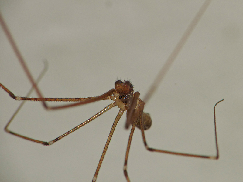 Holocnemus pluchei - Albizzate (VA)